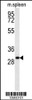 Western blot analysis in mouse spleen tissue lysates (35ug/lane) .