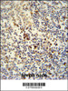 LY6G6C antibody immunohistochemistry analysis in formalin fixed and paraffin embedded human lymph node followed by peroxidase conjugation of the secondary antibody and DAB staining.