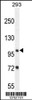 Western blot analysis in 293 cell line lysates (35ug/lane) .