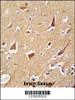 ZFYVE28 antibody immunohistochemistry analysis in formalin fixed and paraffin embedded human brain tissue followed by peroxidase conjugation of the secondary antibody and DAB staining.