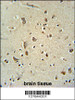 ATPGD1 antibody immunohistochemistry analysis in formalin fixed and paraffin embedded human brain tissue followed by peroxidase conjugation of the secondary antibody and DAB staining.