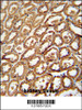 DEGS2 antibody immunohistochemistry analysis in formalin fixed and paraffin embedded human kidney tissue followed by peroxidase conjugation of the secondary antibody and DAB staining.