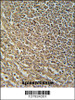 RASAL3 Antibody immunohistochemistry analysis in formalin fixed and paraffin embedded human spleen tissue followed by peroxidase conjugation of the secondary antibody and DAB staining.