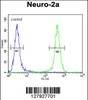 Flow cytometric analysis of Neuro-2a cells (right histogram) compared to a negative control cell (left histogram) .FITC-conjugated goat-anti-rabbit secondary antibodies were used for the analysis.