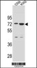 Western blot analysis in CEM and K562 cell line lysates (35ug/lane) .