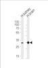 Western blot analysis of lysates from human kidney and brain tissue lysates (from left to right) , using PRRG3 Antibody at 1:1000 at each lane.