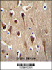 FBXO39 Antibody immunohistochemistry analysis in formalin fixed and paraffin embedded human brain tissue followed by peroxidase conjugation of the secondary antibody and DAB staining.