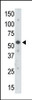 Antibody is used in Western blot to detect UBE1 in mouse brain tissue lysate.