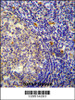 YDJC Antibody immunohistochemistry analysis in formalin fixed and paraffin embedded human tonsil tissue followed by peroxidase conjugation of the secondary antibody and DAB staining.