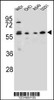 Western blot analysis in WiDr, CHO, A549, U251 cell line lysates (35ug/lane) .