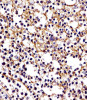 Antibody staining D11b in human tonsil tissue sections by Immunohistochemistry (IHC-P - paraformaldehyde-fixed, paraffin-embedded sections) .