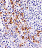 Antibody staining D11b in human spleen tissue sections by Immunohistochemistry (IHC-P - paraformaldehyde-fixed, paraffin-embedded sections) .