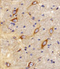 Immunohistochemical analysis of paraffin-embedded R. brain section using CB2 Antibody. Antibody was diluted at 1:25 dilution. A peroxidase-conjugated goat anti-rabbit IgG at 1:400 dilution was used as the secondary antibody, followed by DAB staining.