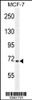 Western blot analysis in MCF-7 cell line lysates (35ug/lane) .