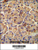 SEL1L antibody immunohistochemistry analysis in formalin fixed and paraffin embedded human pancreas tissue followed by peroxidase conjugation of the secondary antibody and DAB staining.