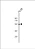 Western Blot at 1:1000 dilution + HL-60 whole cell lysate Lysates/proteins at 20 ug per lane.