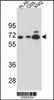 Western blot analysis in HL-60, CEM and K562 cell line lysates (35ug/lane) .