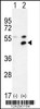 Western blot analysis of MPP1 using rabbit polyclonal MPP1 Antibody using 293 cell lysates (2 ug/lane) either nontransfected (Lane 1) or transiently transfected (Lane 2) with the MPP1 gene.