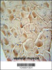 COX10 antibody immunohistochemistry analysis in formalin fixed and paraffin embedded human skeletal muscle followed by peroxidase conjugation of the secondary antibody and DAB staining.