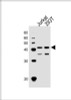 Western Blot at 1:1000 dilution Lane 1: Jurkat whole cell lysates Lane 2: 293T whole cell lysates Lysates/proteins at 20 ug per lane.