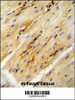 GPD1L antibody immunohistochemistry analysis in formalin fixed and paraffin embedded mouse heart tissue followed by peroxidase conjugation of the secondary antibody and DAB staining.