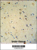 GRIA4 antibody immunohistochemistry analysis in formalin fixed and paraffin embedded human brain tissue followed by peroxidase conjugation of the secondary antibody and DAB staining.