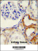 HYAL2 Antibody immunohistochemistry analysis in formalin fixed and paraffin embedded human kidney tissue followed by peroxidase conjugation of the secondary antibody and DAB staining.