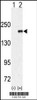 Western blot analysis of EUHMTASE using rabbit polyclonal EHMT1 (EUHMTASE1) Antibody using 293 cell lysates (2 ug/lane) either nontransfected (Lane 1) or transiently transfected with the EUHMTASE gene (Lane 2) .