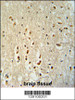 PTOV1 antibody immunohistochemistry analysis in formalin fixed and paraffin embedded human brain tissue followed by peroxidase conjugation of the secondary antibody and DAB staining.