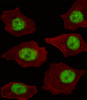 Fluorescent image of A549 cell stained with LMO4 Antibody .A549 cells were fixed with 4% PFA (20 min) , permeabilized with Triton X-100 (0.1%, 10 min) , then incubated with LMO4 primary antibody (1:25) . For secondary antibody, Alexa Fluor 488 conjugated donkey anti-rabbit antibody (green) was used (1:400) .Cytoplasmic actin was counterstained with Alexa Fluor 555 (red) conjugated Phalloidin (7units/ml) .LMO4 immunoreactivity is localized to Nucleus significantly.