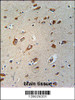 CB086 Antibody immunohistochemistry analysis in formalin fixed and paraffin embedded human brain tissue followed by peroxidase conjugation of the secondary antibody and DAB staining.