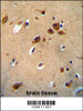 PKHG1 Antibody immunohistochemistry analysis in formalin fixed and paraffin embedded human brain tissue followed by peroxidase conjugation of the secondary antibody and DAB staining.