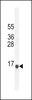 Western blot analysis in NCI-H292 cell line lysates (35ug/lane) .