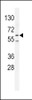 Western blot analysis in K562 cell line lysates (35ug/lane) .This demonstrdetected the PRKAA2 protein (arrow) .