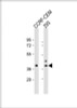 Western Blot at 1:1000 dilution Lane 1: CCRF-CEM whole cell lysate Lane 2: 293 whole cell lysate Lysates/proteins at 20 ug per lane.