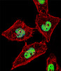 Fluorescent confocal image of Hela cell stained with RORA Antibody (T216) .Hela cells were fixed with 4% PFA (20 min) , permeabilized with Triton X-100 (0.1%, 10 min) , then incubated with RORA primary antibody (1:25) . For secondary antibody, Alexa Fluor 488 conjugated donkey anti-rabbit antibody (green) was used (1:400) .Cytoplasmic actin was counterstained with Alexa Fluor 555 (red) conjugated Phalloidin (7units/ml) . Nuclei were counterstained with DAPI (blue) (10 ug/ml, 10 min) . RORA immunoreactivity is localized to Nucleus significantly.