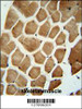 WDR49 antibody immunohistochemistry analysis in formalin fixed and paraffin embedded human skeletal muscle followed by peroxidase conjugation of the secondary antibody and DAB staining.