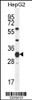 Western blot analysis in HepG2 cell line lysates (35ug/lane) .