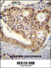 C11orf53 antibody immunohistochemistry analysis in formalin fixed and paraffin embedded human pancreas tissue followed by peroxidase conjugation of the secondary antibody and DAB staining.