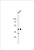 Western blot analysis of lysate from Hela cell line, using JNK1 antibody at 1:1000 at each lane.