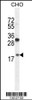 Western blot analysis in CHO cell line lysates (35ug/lane) .