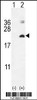 Western blot analysis of IL17F using rabbit polyclonal IL17F Antibody using 293 cell lysates (2 ug/lane) either nontransfected (Lane 1) or transiently transfected with the IL17F gene (Lane 2) .