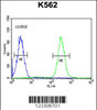 Flow cytometric analysis of K562 cells (right histogram) compared to a negative control cell (left histogram) .FITC-conjugated goat-anti-rabbit secondary antibodies were used for the analysis.