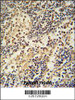 HEMK1 antibody immunohistochemistry analysis in formalin fixed and paraffin embedded human lymph node followed by peroxidase conjugation of the secondary antibody and DAB staining.