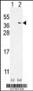 Western blot analysis of TXNDC6 using rabbit polyclonal TXNDC6 Antibody using 293 cell lysates (2 ug/lane) either nontransfected (Lane 1) or transiently transfected (Lane 2) with the TXNDC6 gene.