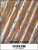 TNIP1 antibody immunohistochemistry analysis in formalin fixed and paraffin embedded human skeletal muscle followed by peroxidase conjugation of the secondary antibody and DAB staining.