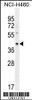 Western blot analysis in NCI-H460 cell line lysates (35ug/lane) .