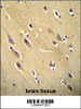 CYB561D1 antibody immunohistochemistry analysis in formalin fixed and paraffin embedded human brain tissue followed by peroxidase conjugation of the secondary antibody and DAB staining.