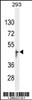 Western blot analysis in 293 cell line lysates (35ug/lane) .