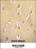 OR13J1 antibody immunohistochemistry analysis in formalin fixed and paraffin embedded human brain tissue followed by peroxidase conjugation of the secondary antibody and DAB staining.